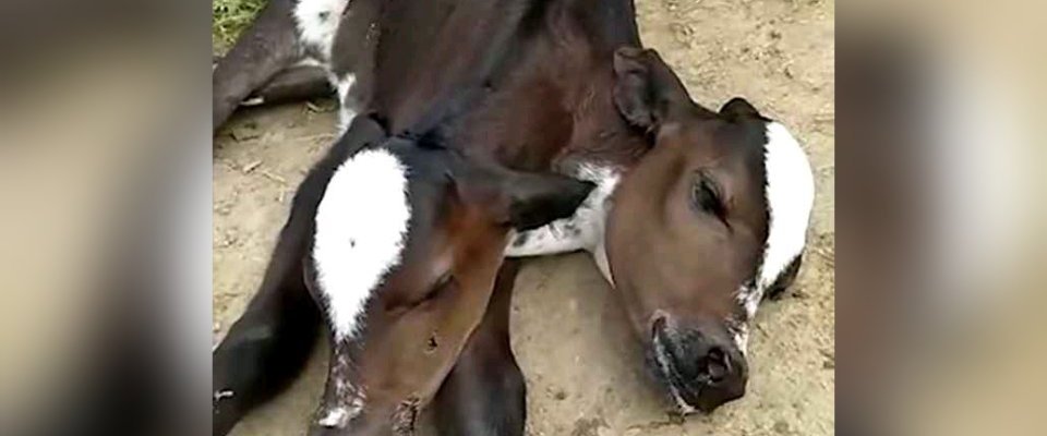 Shock As Two Headed Cow Was Born In Brazil (PHOTOS)